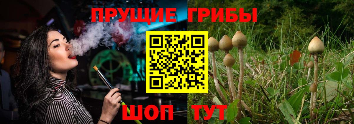 Псилоцибиновые грибы Psilocybine cubensis Холмск